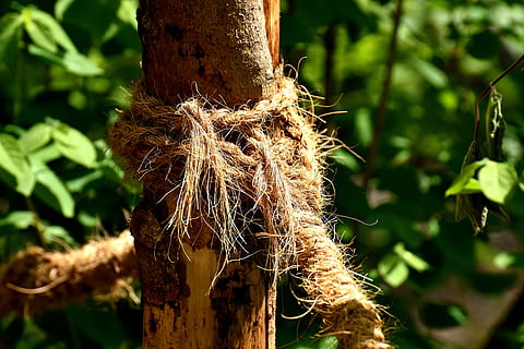 Seil, dick, Knoten, Tau, Festsetzung, Stricken, verdrehte Seile, Nahansicht, Peitsche, Strand, eingewickelt, Pflanze, Fokus auf den Vordergrund, Wachstum, Natur, Baum, Tag, keine Leute, Land, Schönheit in der Natur, grüne Farbe, draußen, Baumstamm, Sonnenlicht, Kofferraum, Pflanzenteil, selektiver Fokus, Blatt, Ruhe, Wald, verwelkte Pflanze, 5K, CC0, gemeinfrei, lizenzfrei