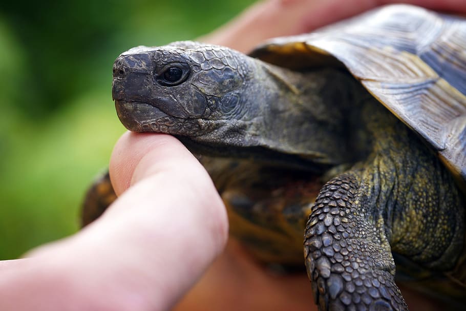 detailopname, fotografie, persoon, aandoenlijk, bruin, groen, schildpad, hand-, dier, gepantserd, hoofd, langzaam, vriendschap, reptiel, één dier, gewerveld, dierenleven, menselijk lichaamsdeel, menselijke hand, dieren in het wild, een persoon, lichaamsdeel, bezit, huisdieren, vinger, menselijke vinger, zorg, dierlijke schaal, 4K