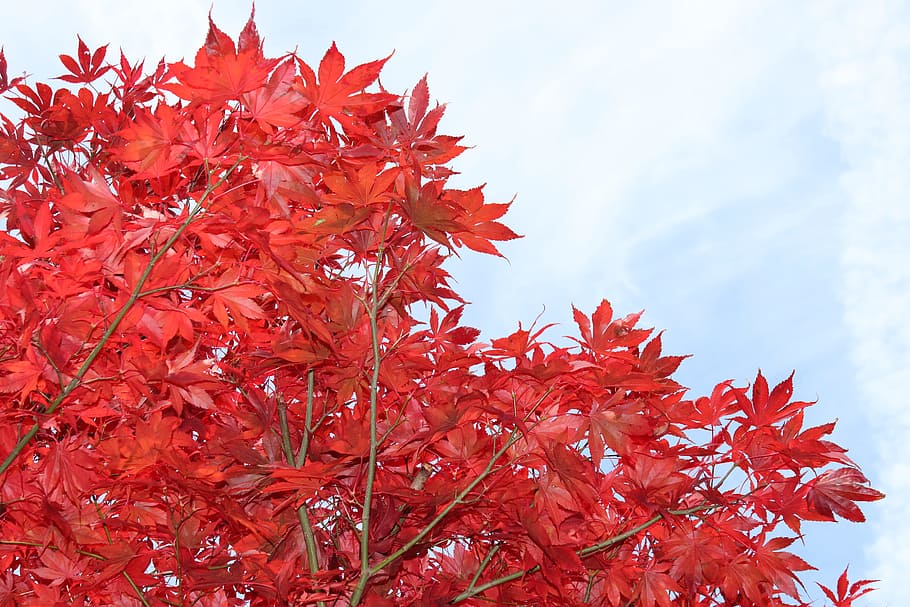 arce, rojo, hojas, árbol, otoño, naturaleza, Arce rojo, hojas de otoño, follaje, el verano pasado, hoja, follaje de otoño, hojas de arce, colores otoñales, cielo, cambio, parte de la planta, rama, día, belleza en la naturaleza, planta, árbol de arce, nadie, hoja de arce, crecimiento, al aire libre, de cerca, color naranja, vista de ángulo bajo, condición natural, colección de otoño, 5K