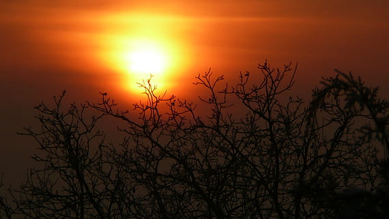 sol, innstilling, solnedgang, gløde, skumring, tre, himmel, oransje, silhouette, naturskjønnhet - natur, skjønnhet i naturen, gren, ro, bare tre, rolig scene, anlegg, oransje farge, ingen folk, natur, idylliske, utendørs, sky - himmel, sollys, ikke-urbane scene, romantisk himmel, 1080P, CC0, offentlig domene, opphavsrett gratis