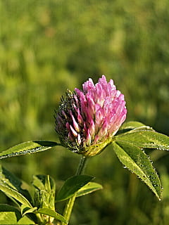 trifoglio, fiore, rugiada, macro, natura, colore rosa, pianta, crescita, viola, pianta fiorita, bellezza nella natura, vulnerabilità, fragilità, avvicinamento, concentrarsi sulle conoscenze acquisite, freschezza, testa di fiore, petalo, infiorescenza, giorno, foglia, parte vegetale, colore verde, nessuno, all'aperto, sepalo, 1080P, CC0, dominio pubblico, privo di copyright