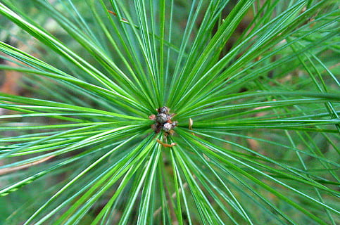 pi, agulles de pi, de fulla perenne, avet, agulles, conífera, naturalesa, brot d’arbre, creixement, planta, color verd, primer pla, cap gent, un animal, dia, marc complet, full, bellesa a la natura, fauna animal, animals a la natura, temes d'animals, part de la planta, animal, fons, insecte, a l'aire lliure, invertebrat, 1080P, CC0, domini públic, lliure de regalies