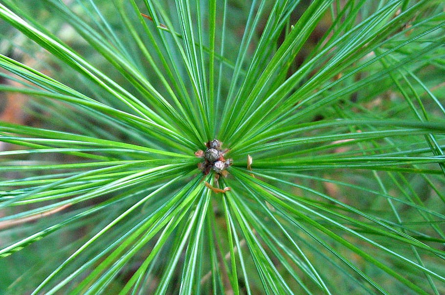 pi, agulles de pi, de fulla perenne, avet, agulles, conífera, naturalesa, brot d’arbre, creixement, planta, color verd, primer pla, cap gent, un animal, dia, marc complet, full, bellesa a la natura, fauna animal, animals a la natura, temes d'animals, part de la planta, animal, fons, insecte, a l'aire lliure, invertebrat, 1080P