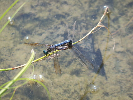 libellule, insecte, accouplement, la nature, punaise, faune, été, animal, un animal, la faune des animaux, thèmes animaux, animaux à l'état sauvage, invertébré, eau, aile des animaux, journée, personne, se concentrer sur le premier plan, fermer, en plein air, Lac, plante, mise au point sélective, 2K, CC0, domaine public, libre de droits