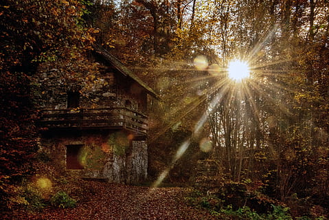 západ slunce, les, Korutany, kerbl, strom, Příroda, venku, nikdo, starý, podzim, slunce, architektura, stavba, rostlina, přistát, sluneční paprsek, slunečního světla, exteriér budovy, nebe, krása v přírodě, růst, odlesk objektivu, klid, nízký úhel pohledu, klidné scény, změna, streaming, 5K, CC0, veřejná doména, bez autorských práv