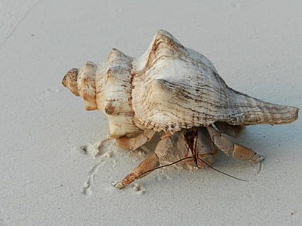 conchiglia, Paguro, Zanzibar, residenti, costa, spiaggia, mare, guscio di animale, sabbia, animale, natura, crostaceo, estate, vacanze, un animale, temi animali, fauna selvatica, nessuno, osso, avvicinamento, terra, animali allo stato selvatico, parte del corpo animale, giorno, scheletro animale, vista dall'alto, parte del corpo, osso animale, marino, 1080P, CC0, dominio pubblico, privo di copyright