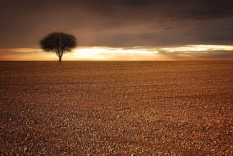 solitari, arbre, mig, enlloc, paisatge, camp, cultivable, cel, llum solar, núvols, il·luminació, posta de sol, naturalesa, terra, tranquil·litat, horitzó, escenics - natura, planta, medi ambient, núvol - cel, horitzó sobre la terra, escena tranquil·la, cap gent, escena rural, bellesa a la natura, arbre únic, agricultura, a l'aire lliure, 1080P, CC0, domini públic, lliure de regalies