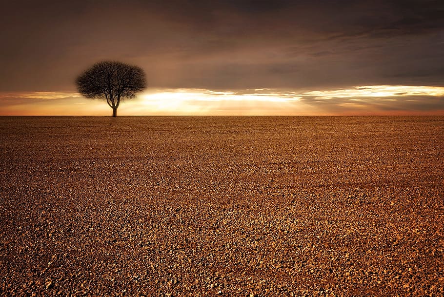 solitari, arbre, mig, enlloc, paisatge, camp, cultivable, cel, llum solar, núvols, il·luminació, posta de sol, naturalesa, terra, tranquil·litat, horitzó, escenics - natura, planta, medi ambient, núvol - cel, horitzó sobre la terra, escena tranquil·la, cap gent, escena rural, bellesa a la natura, arbre únic, agricultura, a l'aire lliure, 1080P