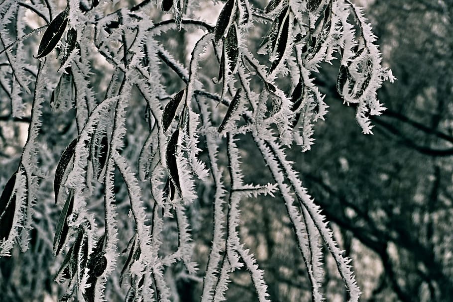 træ, en gren, løv, vinter, Skov, glasur, pil, plante, vækst, ingen mennesker, tæt på, natur, skønhed i naturen, fokus på forgrunden, dag, afdeling, kold temperatur, ro, selektiv fokusering, Frosset, skrøbelighed, mønster, sårbarhed, udendørs, fyrretræ, nåletræ, 5K
