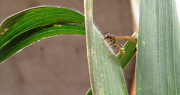 image, macro, yellow jacket, insect, quindio, animal themes, animal, animal wildlife, plant, green color, leaf, animals in the wild, plant part, one animal, nature, close-up, no people, invertebrate, reptile, day, outdoors, tropical climate, tree, lizard, palm leaf, rainforest, tropical tree, 4K, CC0, public domain, royalty free