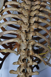 photo, human, spinal, column, spinal column, bones, skeleton, back, spine, body, anatomy, medical, health, anatomical, skeletal, ribs, ribcage, backbone, vertebrae, food and drink, close-up, no people, food, day, indoors, pattern, still life, focus on foreground, brown, plant, textured, nature, metal, freshness, tree, rusty, spiral, growth, dried, 4K, CC0, public domain, royalty free