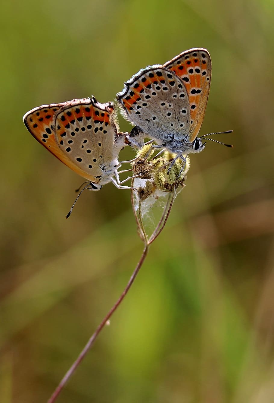 papallones, parell, multiplicació, vermell, insecta, fauna animal, temes d'animals, invertebrat, insecte, animal, animals a la natura, un animal, centrar-se en primer pla, primer pla, planta, bellesa a la natura, cap gent, ala dels animals, naturalesa, dia, part del cos dels animals, papallona - insecte, fragilitat, a l'aire lliure, tacat, papallona, 1080P