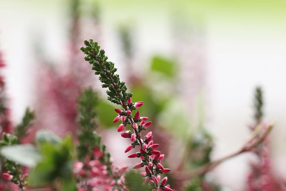 lyng, blomst, efterår, plante, vækst, tæt på, natur, skønhed i naturen, selektiv fokusering, ingen mennesker, blomstrende plante, dag, fokus på forgrunden, friskhed, udendørs, lyserød farve, mad og drikke, sårbarhed, skrøbelighed, ro, grøn farve, træ, urt, lilla, 2K