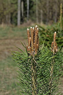 pin, mugur, lăstari, tineri, copac, natură, conifer, pitic pitic, ace, plantă, să se concentreze asupra primelor elemente, zi, nici o persoana, a închide, teren, Culoarea verde, creştere, pădure, frumusețe în natură, Pinaceae, în aer liber, Brad, camp, liniște, selectiv, animale sălbatice, 5K, CC0, domeniu public, fără drepturi de autor