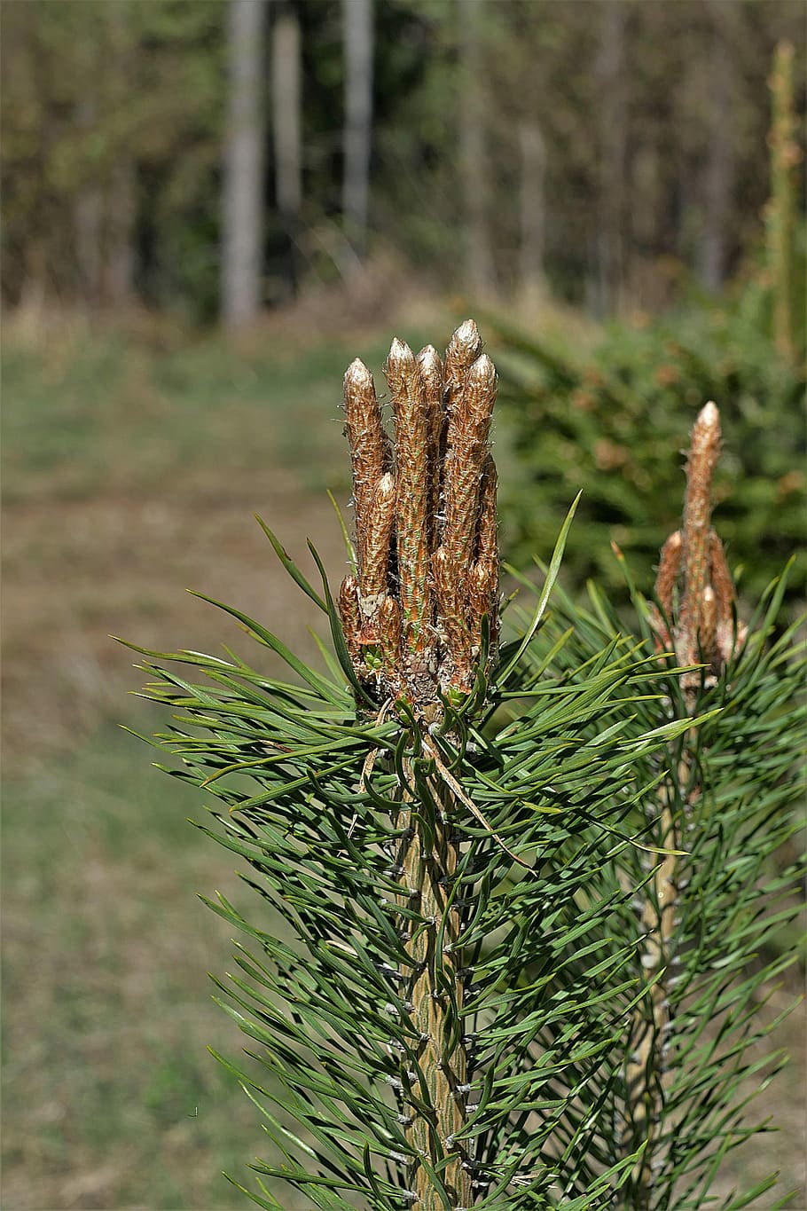 pi, brot, brots, jove, arbre, naturalesa, conífera, pi nanat, agulles, planta, centrar-se en primer pla, dia, cap gent, primer pla, terra, color verd, creixement, bosc, bellesa a la natura, pinàcies, a l'aire lliure, arbre de coníferes, camp, tranquil·litat, enfocament selectiu, fauna animal, 5K