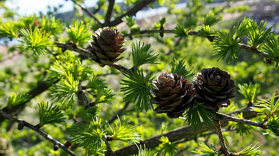 coni, larice, albero, rametto, avvicinamento, aghi di larice, natura, iglak, conifere, larice coni, verde, soleggiato, maturazione, cono di larice, conifero, pianta, crescita, pigna, concentrarsi sulle conoscenze acquisite, foglia, parte vegetale, colore verde, bellezza nella natura, giorno, nessuno, cibo e bevande, freschezza, cibo, luce del sole, all'aperto, albero di conifere, Pino, 4K, CC0, dominio pubblico, privo di copyright