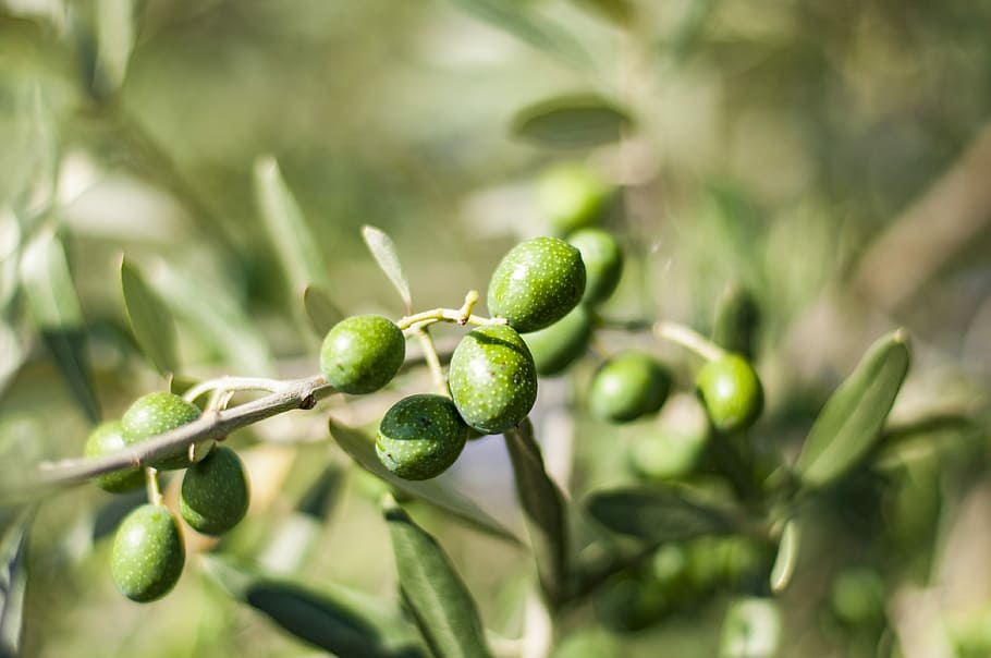 olives, olivera, verd, planta, arbre, verd, planta, jardí, mediterrani, branca d’olivera, oliverar, color verd, menjar i beguda, primer pla, frescor, naturalesa, cap gent, creixement, menjar, Oliva, alimentació saludable, fruita, oliva verda, enfocament selectiu, full, part de la planta, agricultura, dia, a l'aire lliure, madur, 4K