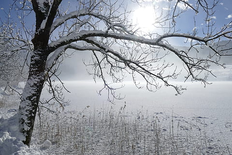 kahl, Baum, Wintersaison, Winter, Schnee, kalt, Frost, Landschaft, gefroren, Natur, Wetter, Nebel, Eis, szenisch, Schneewittchen, See, weissensee, alpin, Österreich, Weiß, schönwetter, winterlich, Buchse, schneebedeckt, eisig, kalte Temperatur, Ruhe, Pflanze, Schönheit in der Natur, Ast, kahler Baum, Himmel, ruhige Szene, Szenen - Natur, Wasser, keine Leute, Nicht-städtische Szene, Tag, draußen, 5K, CC0, gemeinfrei, lizenzfrei