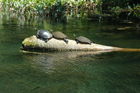 tortugues, plata, primavera, naturalesa, plata, primavera, vida salvatge, tortuga, rèptil, animals a la natura, un animal, temes d'animals, fauna animal, reflexió, aigua, llac, dia, animal, davant del mar, vertebrats, cap gent, arbre, a l'aire lliure, grup d’animals, cocodril, rock - object, 2K, CC0, domini públic, lliure de regalies