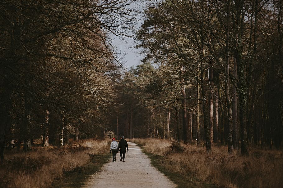 par, gå, Skov, to, mennesker, pathway, midten, træer, træ, sti, spore, plante, rigtige mennesker, vejen frem, retning, livsstil, bagfra, natur, fritidsaktivitet, Kvinder, to personer, fuld længde, dag, jord, voksen, herrer, transportmidler, udendørs, treelined, 4K