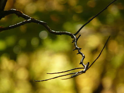 Ast, Baum, Zweig, Wald, Bokeh, Makro, Hintergrund, Hintergrundeffekt, Schutz, Sicherheit, draußen, Natur, Nahansicht, Fokus auf den Vordergrund, Pflanze, keine Leute, Tag, Wachstum, Schönheit in der Natur, grüne Farbe, Ruhe, Wasser, Pflanzenteil, nass, selektiver Fokus, fallen, Regen, 2K, CC0, gemeinfrei, lizenzfrei