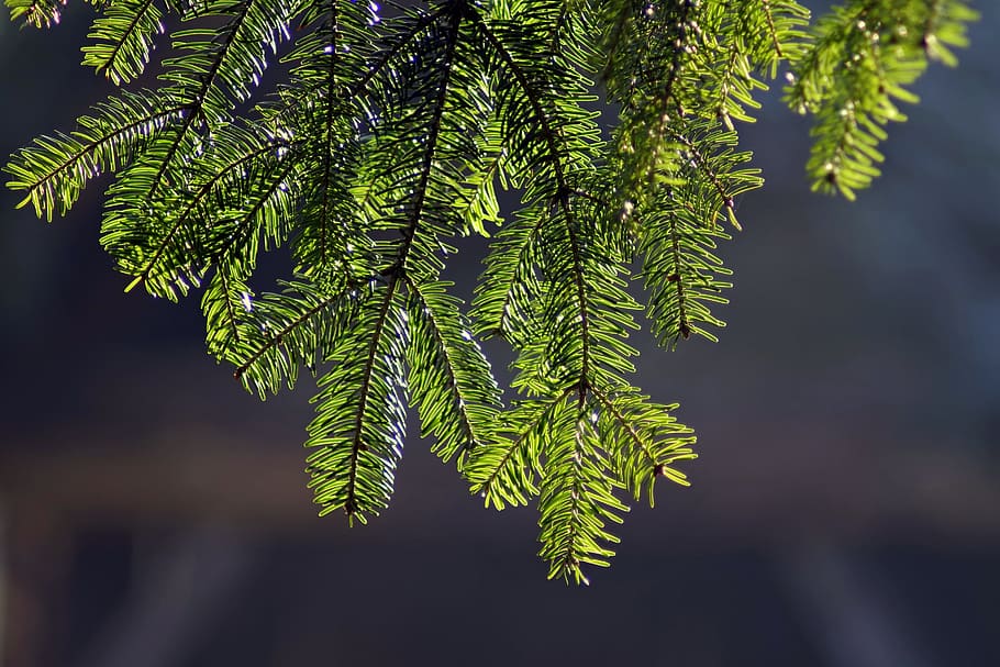 gran, gren, fremhevet, grønn, henger, juletre, tre, barskog, natur, anlegg, grønn farge, vekst, blad, nærbilde, plante del, ingen folk, skjønnhet i naturen, fokusere på forgrunnen, dag, nåletre, furutre, utendørs, ro, Pinaceae, botanikk, selektiv fokusering, gran tre, furuskog, 5K