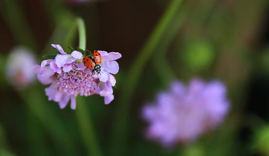 gândac, insectă, buburuză, cuplu, macro, animale sălbatice, floare, Violet, antenă, mic, roșu, pete, animal, grădină, a zbura, aripi, negru, simbol, primăvară, petală, plantă, natură, planta cu flori, frumusețe în natură, fragilitate, a închide, vulnerabilitate, prospeţime, nevertebrat, animale tematice, creştere, cap de floare, inflorescenţă, animale în sălbăticie, un animal, nici o persoana, polen, polenizare, în aer liber, 4K, CC0, domeniu public, fără drepturi de autor