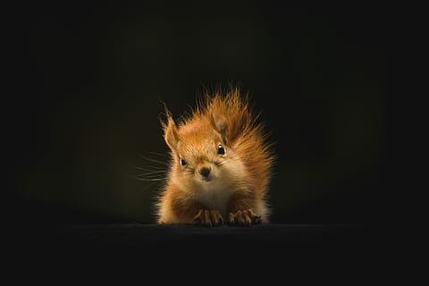 marron, écureuil, noir, Contexte, rouge, portrait, queue, œil, la nature, forêt, faune, sauvage, mignonne, animal, adorable, regard, vert, Terre, randonnée, thèmes animaux, un animal, mammifère, fond noir, prise de vue en studio, la faune des animaux, à l'intérieur, rongeur, espace de copie, regarder la caméra, personne, animaux domestiques, national, fermer, hamster, vue de face, Poils d'animaux, tête d'animal, oeil d'animal, moustache, 5K, CC0, domaine public, libre de droits