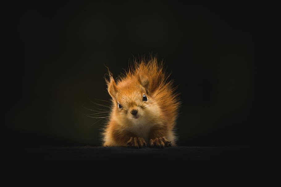 marron, écureuil, noir, Contexte, rouge, portrait, queue, œil, la nature, forêt, faune, sauvage, mignonne, animal, adorable, regard, vert, Terre, randonnée, thèmes animaux, un animal, mammifère, fond noir, prise de vue en studio, la faune des animaux, à l'intérieur, rongeur, espace de copie, regarder la caméra, personne, animaux domestiques, national, fermer, hamster, vue de face, Poils d'animaux, tête d'animal, oeil d'animal, moustache, 5K