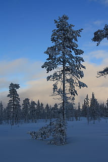 pijnboom, Bos, winter, sneeuw, avond, Zweden, boom, fabriek, koude temperatuur, schoonheid in de natuur, kalmte, hemel, rustige scène, geen mensen, scenics - natuur, niet-stedelijke scène, land-, milieu, natuur, groei, aan het bedekken, veld-, landschap, dennenboom, naaldboom, 2K, CC0, publiek domein, royaltyvrij