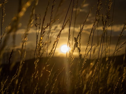 posta de sol, dia s, Sol ponent, taronja, planta, bellesa a la natura, cel, camp, sol, tranquil·litat, terra, naturalesa, creixement, llum solar, cap gent, agricultura, planta de cereals, cultiu, escenics - natura, herba, escena tranquil·la, primer pla, paisatge, flare de la lent, a l'aire lliure, tija, herba de Timoteu, 2K, CC0, domini públic, lliure de regalies