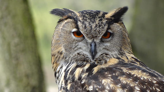 shallow, depth, field photo, owl, eagle owl, forest, night, bird, forests, feather, animal wildlife, animals in the wild, one animal, focus on foreground, portrait, vertebrate, bird of prey, close-up, looking at camera, no people, animal body part, day, nature, outdoors, animal eye, yellow eyes, 4K, CC0, public domain, royalty free