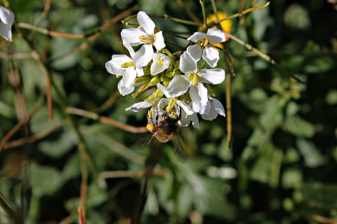 bi, nektar, blomst, pollen, makro, bestøvning, blomstring, vinter, vild, land livet, honning, insekter, hvid blomst, støvveje, insekt, blomstrende plante, plante, skønhed i naturen, skrøbelighed, friskhed, hvid farve, hvirvelløse, vækst, dyr i naturen, sårbarhed, dyreliv, dyre temaer, kronblad, dyr, tæt på, blomsterhoved, natur, ingen mennesker, udendørs, 4K, CC0, offentligt domæne, royaltyfrie