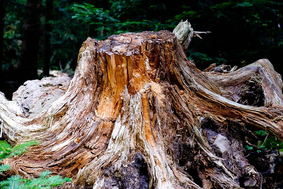 arbre, bosc, naturalesa, humor, vell, arbre vell, fusta, registre, boca, gra, fusta putrefacta, tronc de l'arbre, cap gent, material de fusta, tronc, planta, terra, escorça, dia, monstre de l'arbre, desforestació, centrar-se en primer pla, textura, primer pla, a l'aire lliure, planta morta, 4K
