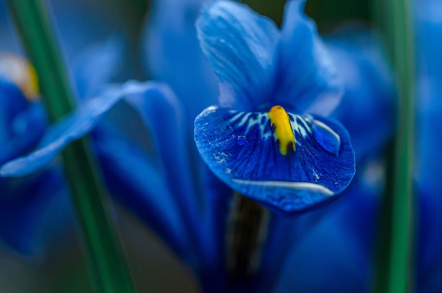 nachový, iris květina, selektivní, zaostřovací fotografie, duhovka, modrý, makro, květ, zahrada, Příroda, barva, jaro, flóra, okvětní lístek, rostlina, voda, kapička, pokles, ráno, kvetoucí rostlina, svěžest, krása v přírodě, detail, růst, květu hlavy, květenství, zranitelnost, křehkost, nikdo, selektivní zaměření, iris - rostlina, botanika, venku, pyl, krokus, 4K