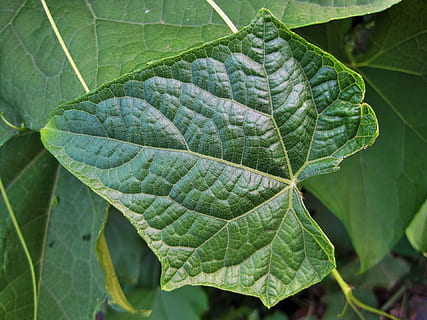 Blatt, Grün, Venen, gemustert, fein, Detail, Natur, Pflanze, Hintergründe, Frische, grüne Farbe, Sommer-, Pflanzenteil, Wachstum, Nahansicht, Blattvene, Schönheit in der Natur, keine Leute, Tag, Fokus auf den Vordergrund, natürliches Muster, High Angle View, draußen, Ruhe, Muster, Lebensmittel, Verletzlichkeit, Blätter, 1080P, CC0, gemeinfrei, lizenzfrei