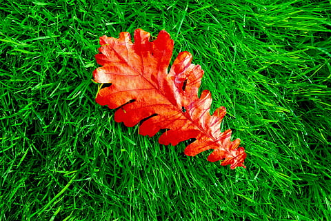 roble, hoja, hoja de roble, hierba, hoja caída, otoño, colores de otoño, estacional, verde, rojo, planta, color verde, naturaleza, color naranja, día, crecimiento, vista de alto ángulo, tierra, nadie, belleza en la naturaleza, parte de la planta, campo, de cerca, al aire libre, vulnerabilidad, fragilidad, cambio, naranja, hojas, hoja de arce, 4K, CC0, dominio público, libre de derechos