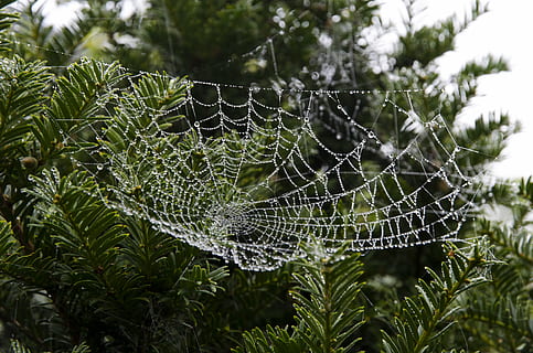 telaraña, web, naturaleza, Mañana, soltar, agua, Rocío, octubre, verde, natural, arbusto, brumoso, araña, de cerca, planta, centrarse en primer plano, fragilidad, crecimiento, árbol, belleza en la naturaleza, vulnerabilidad, color verde, nadie, día, hoja, parte de la planta, al aire libre, patrón natural, complejidad, mojado, lluvia, 4K, CC0, dominio público, libre de derechos