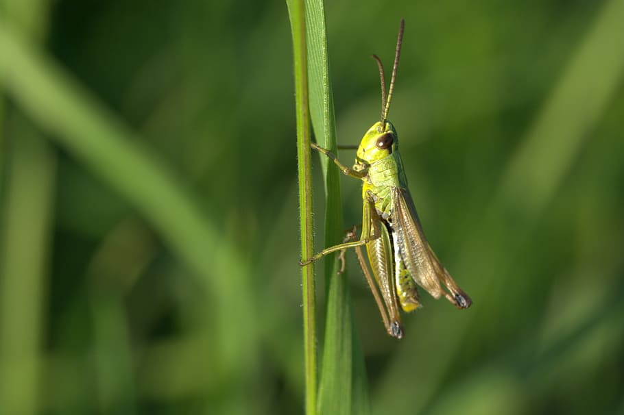 Llagosta, insecte, tancar, verd, macro, viridissima, graella, xisclar, animal, temes d'animals, invertebrat, un animal, color verd, fauna animal, animals a la natura, planta, primer pla, centrar-se en primer pla, naturalesa, dia, creixement, cap gent, a l'aire lliure, part del cos dels animals, bellesa a la natura, part de la planta, 5K