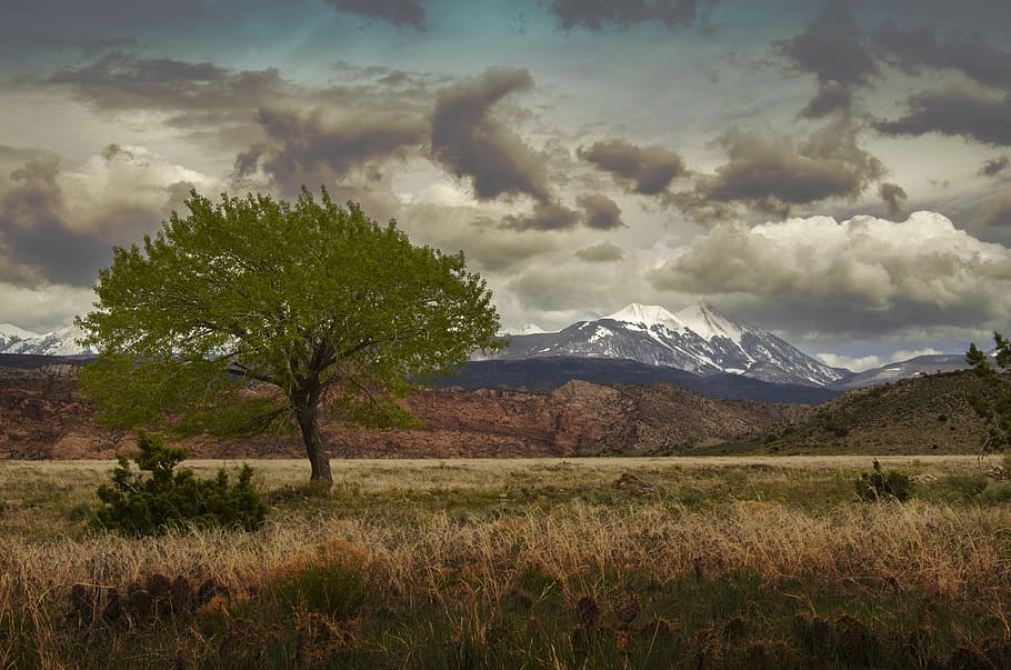 albero durante il giorno, paesaggio, natura, albero, cielo, erba, all'aperto, viaggio, montagna, tramonto, prateria, picco, la neve, nube, nuvoloso, escursioni a piedi, pianta, nuvola - cielo, scenics - natura, bellezza nella natura, ambiente, scena tranquilla, terra, la tranquillità, scena non urbana, campo, nessuno, giorno, montagna innevata, picco di montagna, 4K