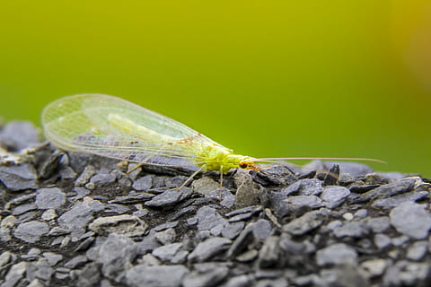 primer pla, insecte, macro, roques, naturalesa, animal, vida salvatge, temes d'animals, un animal, fauna animal, invertebrat, animals a la natura, sòlid, cap gent, rock, rock - object, a l'aire lliure, enfocament selectiu, dia, part del cos dels animals, ala dels animals, zoologia, longitud completa, 1080P, CC0, domini públic, lliure de regalies