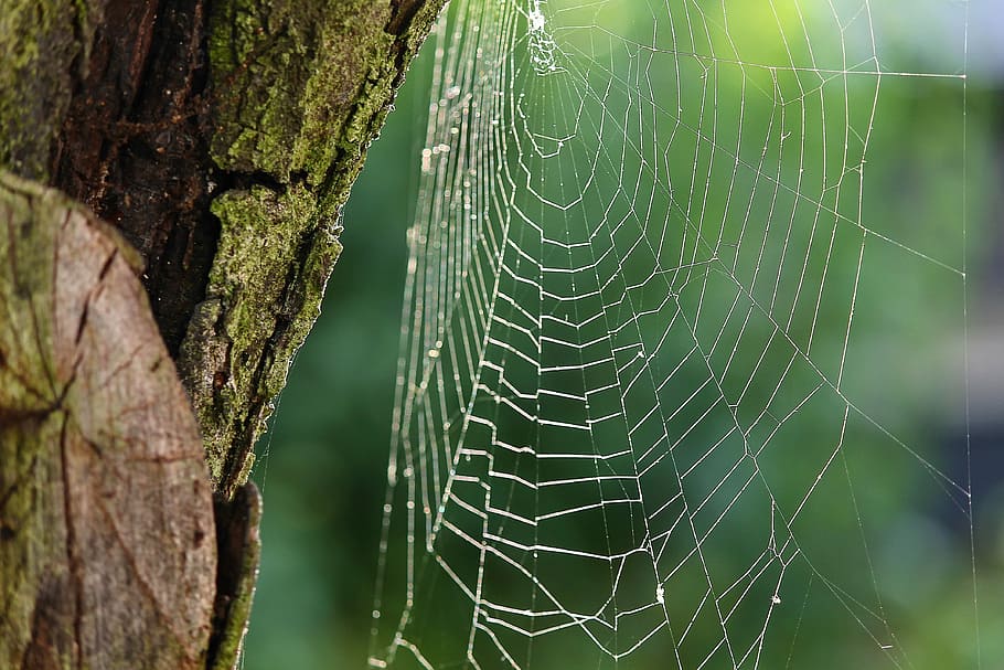 fotografia macro, teranyina, teles d'aranya, xarxa, teranyines, primer pla, cas, xarxa de seguretat, arbre, escorça, la majoria dels arbres, filat, teixit, patró, textura, estructura, centrar-se en primer pla, temes d'animals, planta, naturalesa, animal, cap gent, fragilitat, tronc de l'arbre, dia, tronc, bellesa a la natura, invertebrat, a l'aire lliure, vulnerabilitat, un animal, patró natural, complexitat, 4K
