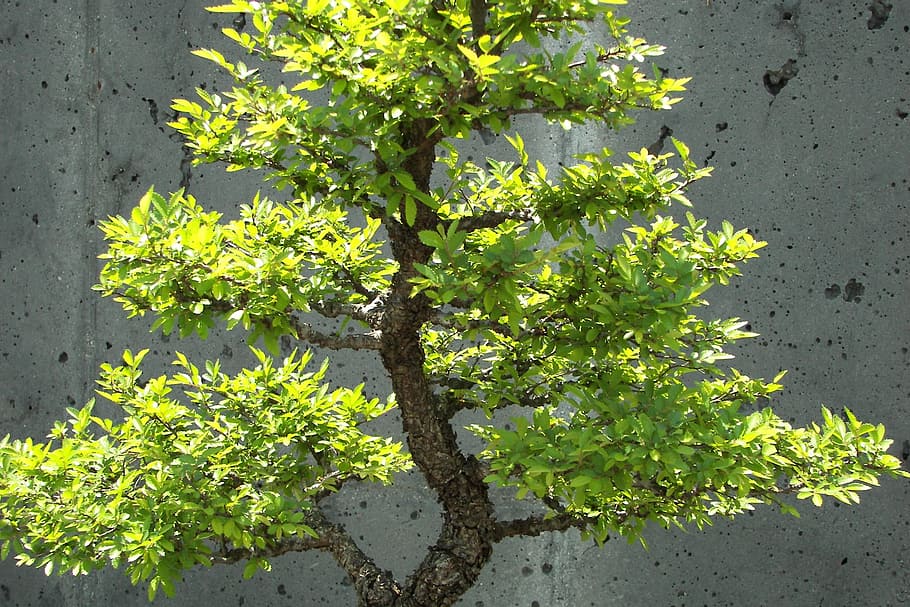bonsai, arbre, petit, groc, verd, bonsai, arbre, groc, verd, creixement, retardat, jardí, jardineria, japonès, botànica, miniatura, planta, cap gent, naturalesa, color verd, full, part de la planta, bellesa a la natura, dia, frescor, a l'aire lliure, menjar i beguda, primer pla, menjar, llum solar, branca, fruita, tranquil·litat, alimentació saludable, 2K