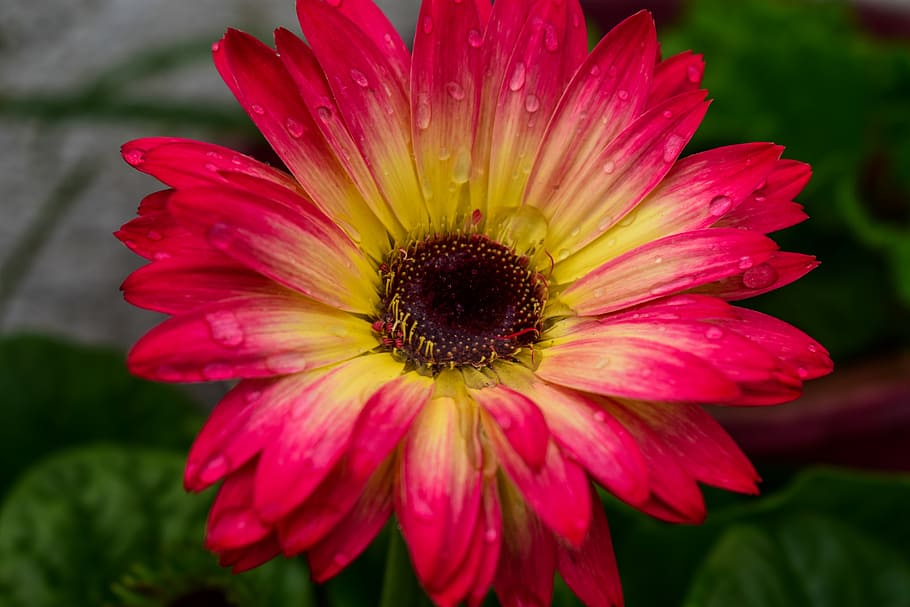 gérbela, Rocio, blomst, blomstrende plante, kronblad, skrøbelighed, sårbarhed, blomsterhoved, blomsterstand, friskhed, skønhed i naturen, vækst, tæt på, plante, pollen, fokus på forgrunden, natur, lyserød farve, dag, ingen mennesker, selektiv fokusering, udendørs, gazania, 5K