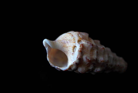 cloïssa, cargol, petxines, naturalesa, shell, molluscum, animals, mar, fons negre, tir de l'estudi, sol objecte, primer pla, fauna animal, cap gent, a l'interior, animal, temes d'animals, os, un animal, joieria, pedres precioses, mineral, còpia espai, part del cos dels animals, marí, animals a la natura, quars, 4K, CC0, domini públic, lliure de regalies