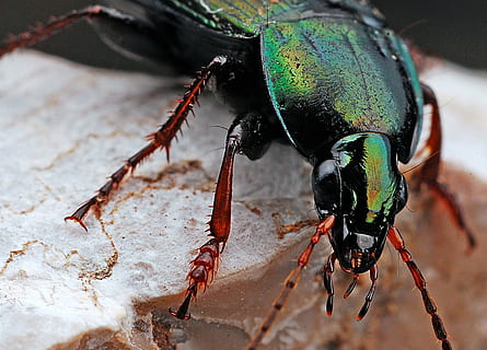 primer pla, foto, verd, escarabat, durant el dia, insecte, macro, naturalesa, negre, error, animal, un animal, fauna animal, temes d'animals, animals a la natura, invertebrat, part del cos dels animals, cap gent, centrar-se en primer pla, dia, zoologia, a l'aire lliure, cames d’animal, antena animal, volar, ull d’animals, 2K, CC0, domini públic, lliure de regalies