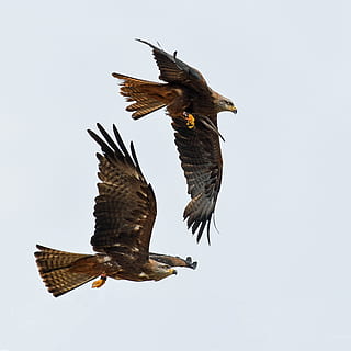 buzzard, raptorius, skrydis, du, paukštis, dangus, skraidantis, gyvūnas, gyvūnams, stuburiniai, gyvūnų temos, gyvūnų gyvūnija, skleisti sparnus, plėšrusis paukštis, gyvūnų grupė, vidurio oro, nėra žmonių, erelis, erelis - paukštis, švarus dangus, pobūdį, dieną, du gyvūnai, žemas kampo vaizdas, lauke, burną atidaryti, 5K, CC0, Viešasis domenas, nemokamai