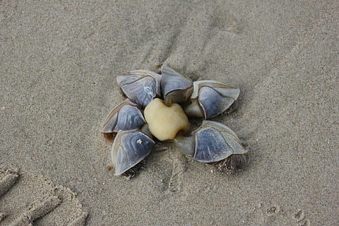 eenden shell, strand, vakantie, Denemarken, schelp, zee, zand, land-, hoge hoekmening, natuur, geen mensen, dierenleven, dier, dieren in het wild, dag, schildpad, dierlijke thema's, dieren schaal, zeeleven, buitenshuis, detailopname, rots, water, marinier, kiezelsteen, 2K, CC0, publiek domein, royaltyvrij