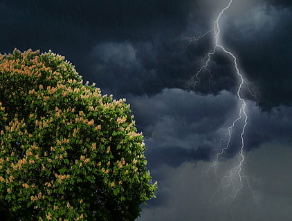 lyn på himlen, blitz, tordenvejr, torden, frem, himmel, sommer tordenvejr, nat, nat tordenvejr, vejr, lynglimt, lynnedslag, skyer, storm, mørk, elektricitet, nat fotografi, sort, lys, træ, kastanjetræ, hest, kastanje, flor, grøn, blade, natur, sky - himmel, udendørs, lyn, magt i naturen, strøm, skønhed i naturen, storm sky, lav vinkel visning, ingen mennesker, forked lightning, plante, dramatisk himmel, scenics - natur, regn, ildevarslende, meteorologi, 5K, CC0, offentligt domæne, royaltyfrie