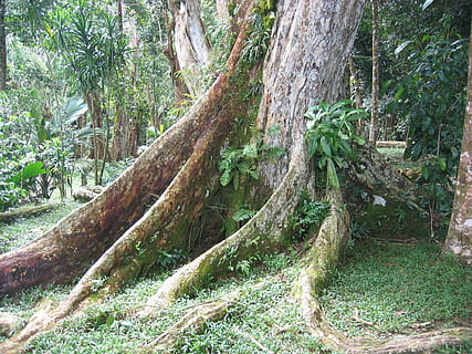 tree, root, tribe, old, wood, overgrown, plant, forest, growth, land, trunk, tree trunk, tranquility, beauty in nature, nature, day, no people, green color, branch, tranquil scene, outdoors, plant part, scenics - nature, moss, woodland, rainforest, 1080P, CC0, public domain, royalty free